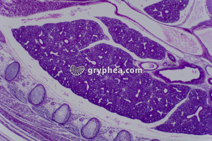 Embryon de Souris CL coupe totale x10 - gryphea.com